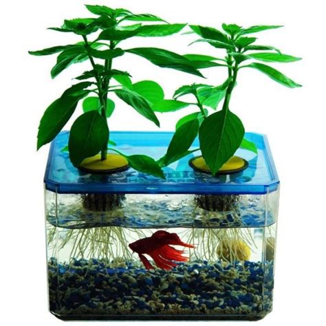 水生 植物 養魚|水耕植物可以養魚嗎？解密魚菜共生的魅力與實踐 – 植物盆栽綠寶典